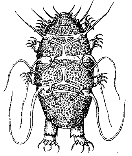 Echiniscus - Tardigrade Key