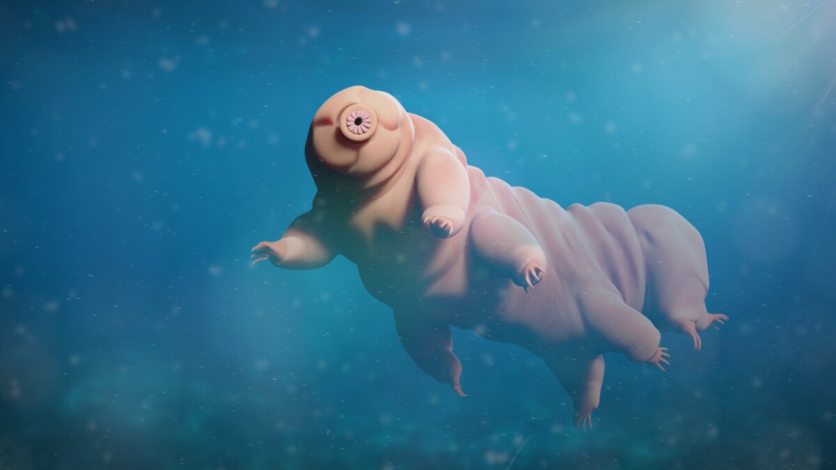 Tardigrades - Discover the Fascinating World of Water Bears ...