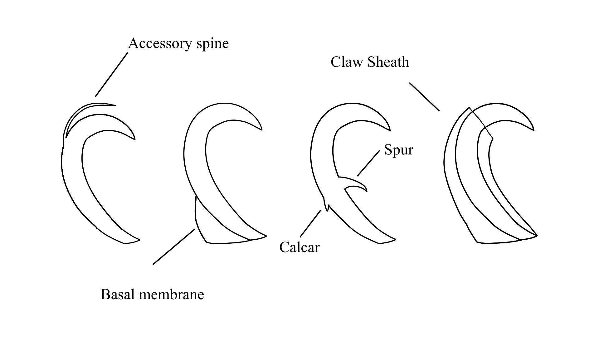 Arthrotardigrada additional claw appendages