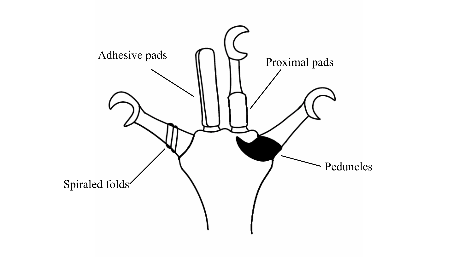 Arthrotardigrada digit accessory structures