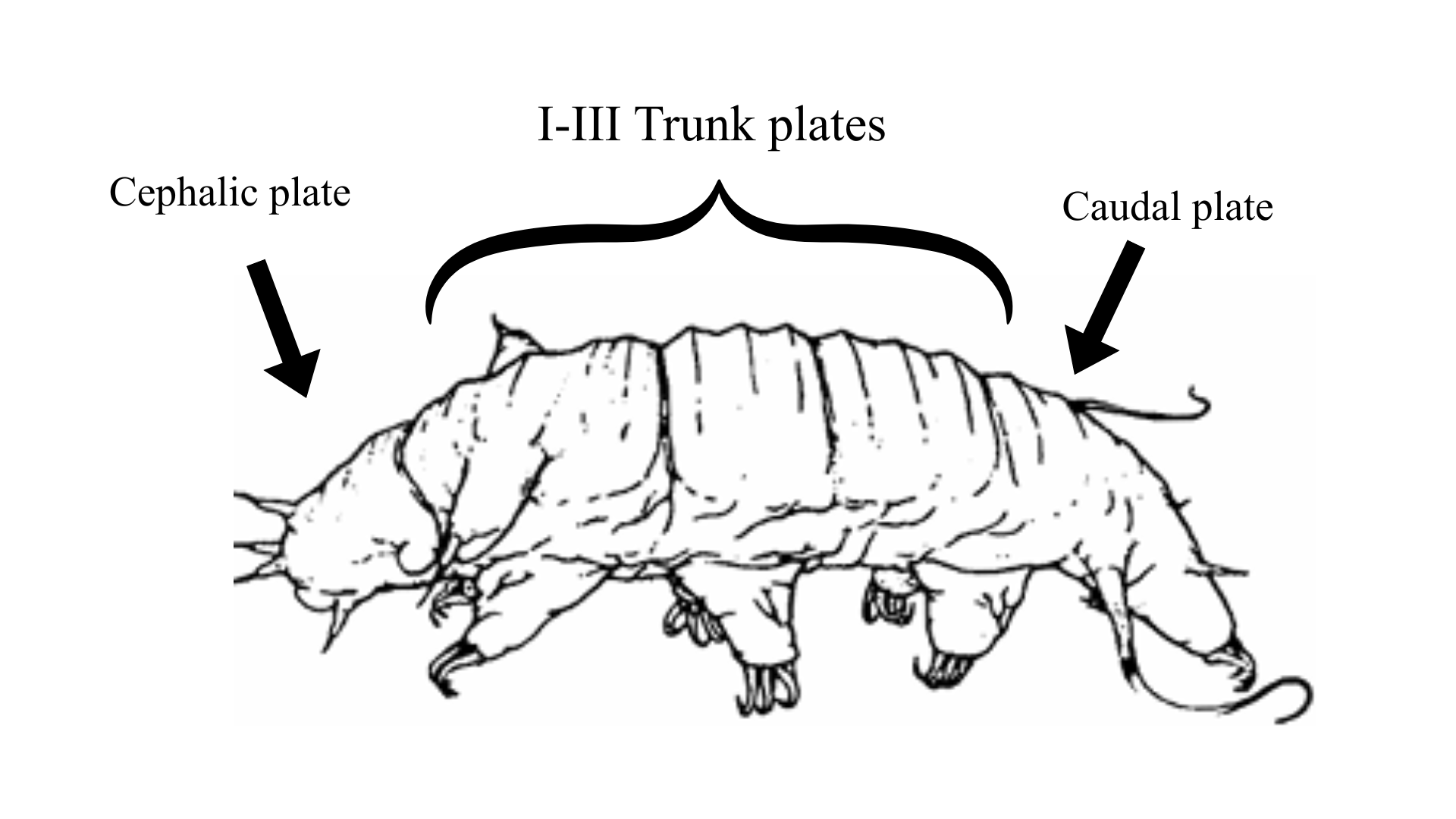 Arthrotardigrade armoured plates