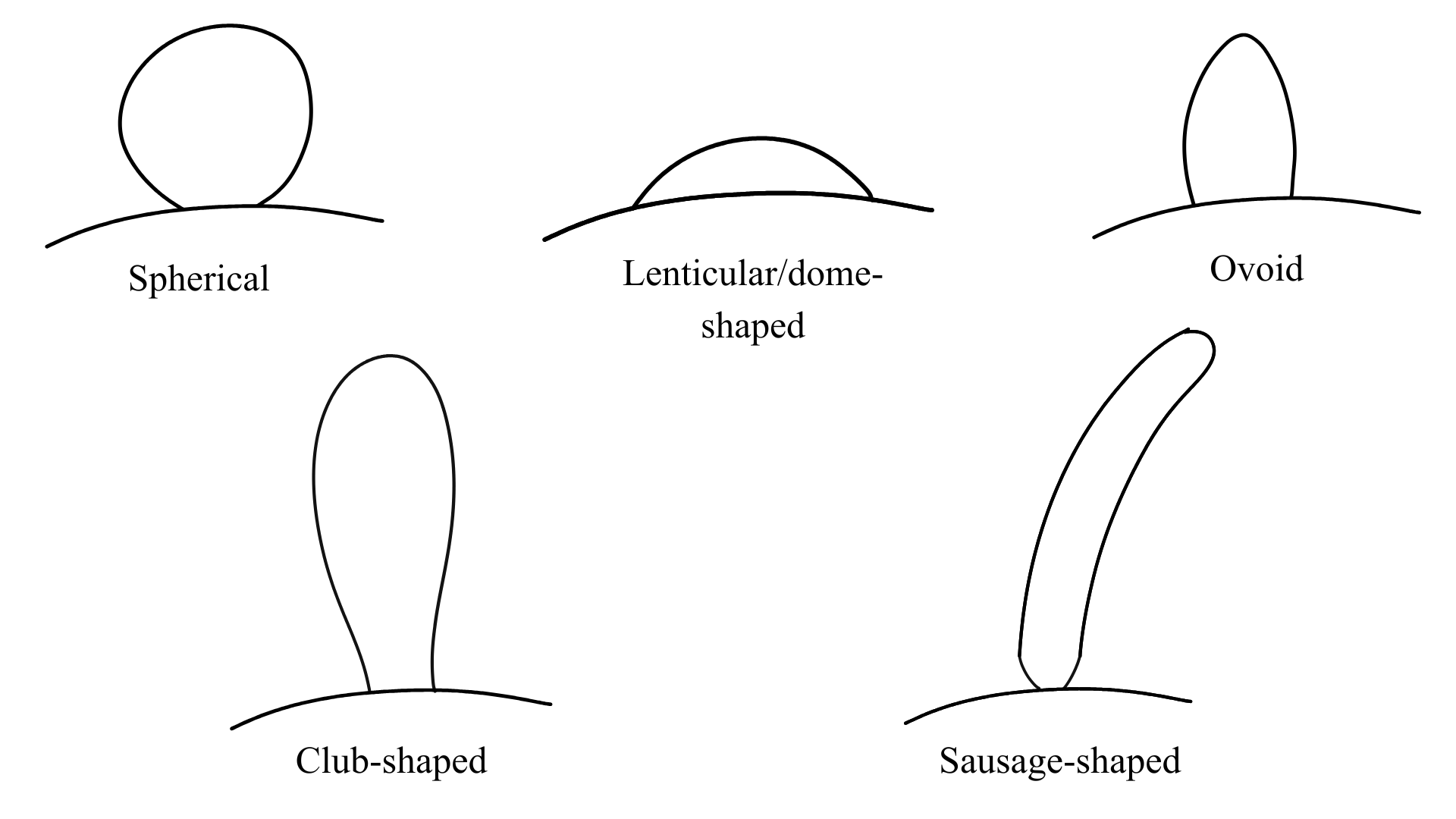 Arthrotardigrada generalized primary clavae form
